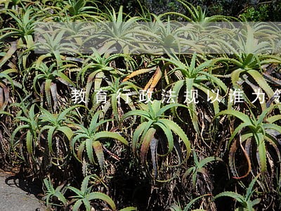 教育行政法规以谁为领导 教育行政法规以谁为领导