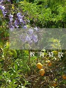 教育贷款逾期五年了 教育贷款逾期五年了