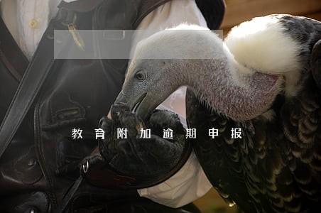 教育附加逾期申报 教育附加逾期申报