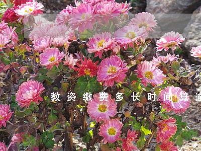 教资缴费多长时间算逾期 教资缴费多长时间算逾期