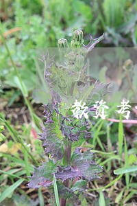 教资考试费用缴纳逾期 教资考试费用缴纳逾期