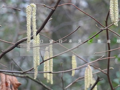 敞口银行承兑汇票逾期