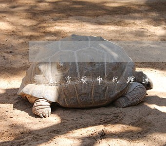 数字货币代理违法吗 数字货币代理违法吗