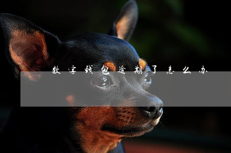 数字钱包逾期了怎么办 数字钱包逾期了怎么办