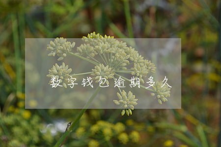 数字钱包逾期多久 数字钱包逾期多久