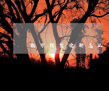 数字钱包逾期怎么办 数字钱包逾期怎么办