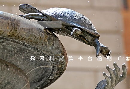 数来科贷款平台逾期了怎么办 数来科贷款平台逾期了怎么办