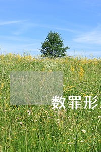 数罪形态考