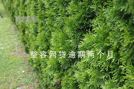 整容网贷逾期两个月 整容网贷逾期两个月