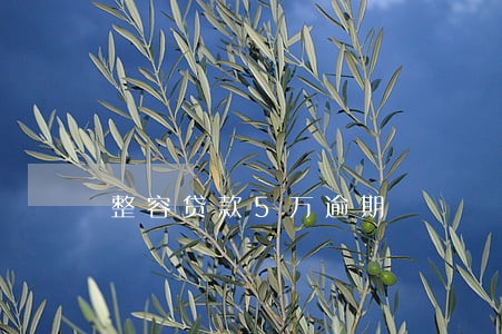 整容贷款5万逾期 整容贷款5万逾期
