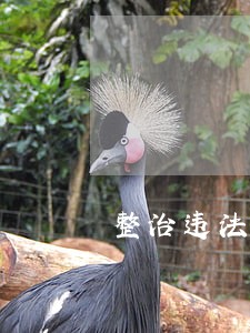 整治违法放牧专项行动方案 整治违法放牧专项行动方案