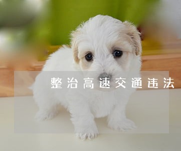 整治高速交通违法 整治高速交通违法