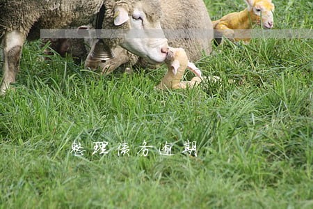整理债务逾期 整理债务逾期