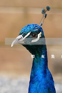 整车集成及认证法规工程师 整车集成及认证法规工程师