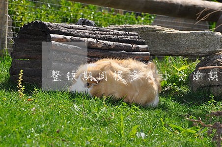 整顿期间很多人小贷逾期了