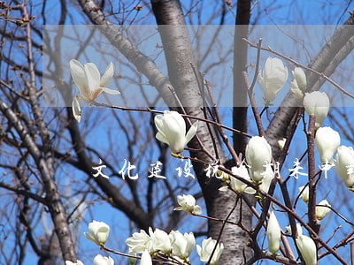 文化建设税逾期未申报 文化建设税逾期未申报