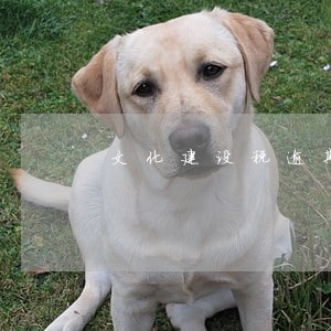 文化建设税逾期罚款