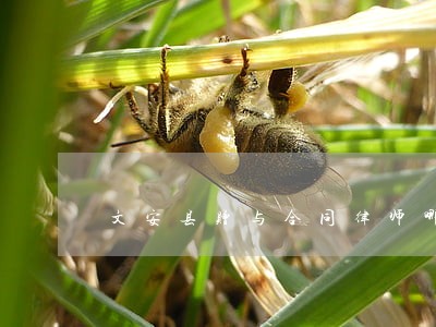 文安县赠与合同律师哪个好 文安县赠与合同律师哪个好