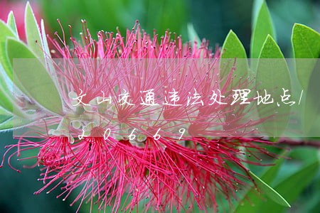 文山交通违法处理地点/2023020420669 文山交通违法处理地点/2023020420669