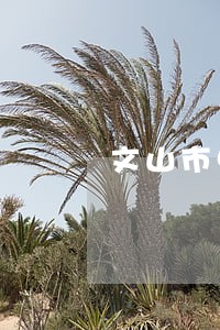 文山市中级人民法院执行局 文山市中级人民法院执行局