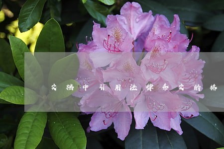 文档中引用法律条文的格式