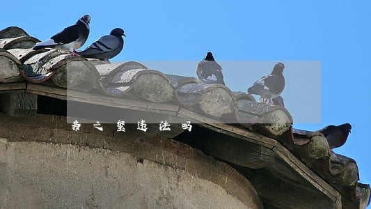 斋之玺违法吗 斋之玺违法吗