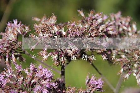 斗牛钱包逾期怎么办 斗牛钱包逾期怎么办