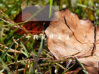 斗狗视频违法 斗狗视频违法