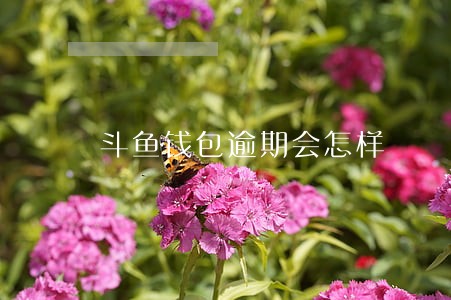 斗鱼钱包逾期会怎样