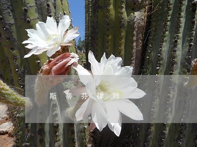 斯蒂芬律师 斯蒂芬律师