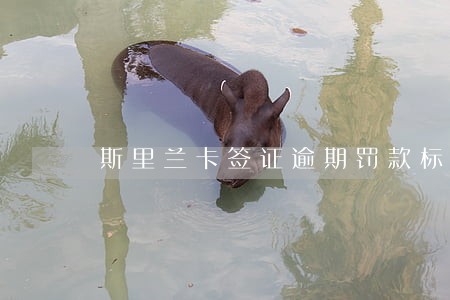 斯里兰卡签证逾期罚款标准 斯里兰卡签证逾期罚款标准