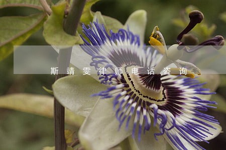 斯靖雯律师电话咨询 斯靖雯律师电话咨询