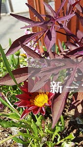 新一代逾期三天 新一代逾期三天