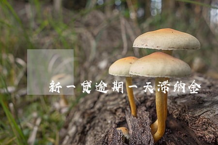 新一贷逾期一天滞纳金 新一贷逾期一天滞纳金