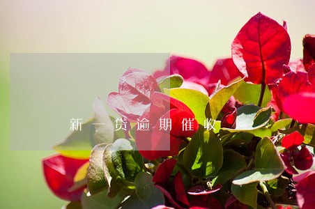 新一贷逾期催收 新一贷逾期催收