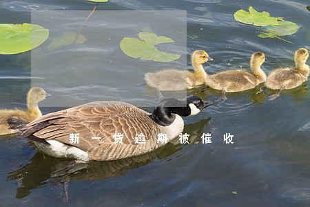 新一贷逾期被催收 新一贷逾期被催收