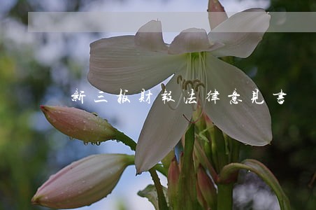 新三板财报法律意见书