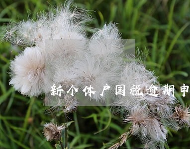 新个体户国税逾期申报 新个体户国税逾期申报