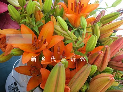 新乡代写诉讼