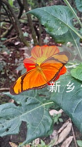 新乡信用卡逾期停息分期申请条件 新乡信用卡逾期停息分期申请条件