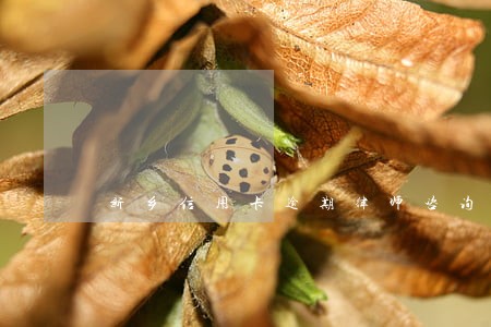 新乡信用卡逾期律师咨询 新乡信用卡逾期律师咨询