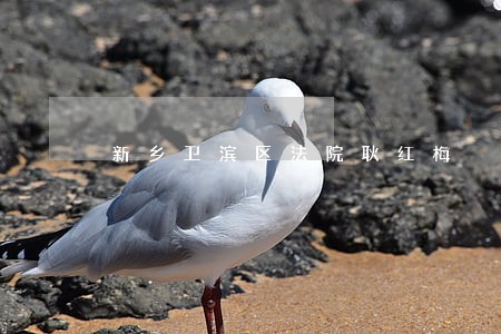 新乡卫滨区法院耿红梅 新乡卫滨区法院耿红梅
