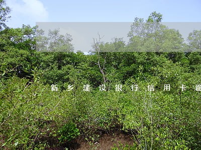 新乡建设银行信用卡逾期