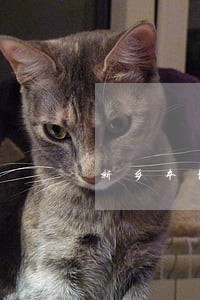 新乡本地债务律师事务所在线咨询 新乡本地债务律师事务所在线咨询