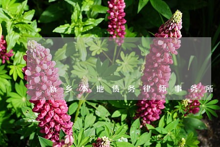 新乡本地债务律师事务所预约面谈