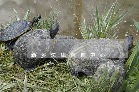 新乡法律咨询中心 新乡法律咨询中心