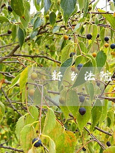 新乡法院什么时候招工作人员
