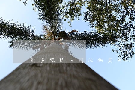 新乡牧野区司法拍卖网 新乡牧野区司法拍卖网