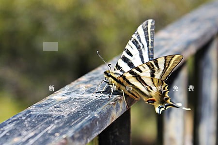 新乡离婚律师咨询免费 新乡离婚律师咨询免费
