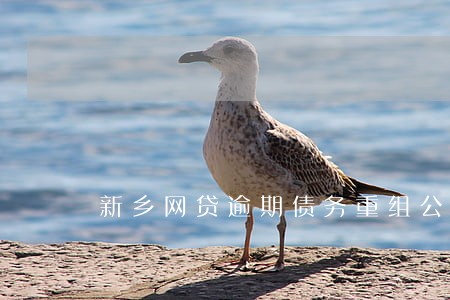 新乡网贷逾期债务重组公司地址 新乡网贷逾期债务重组公司地址
